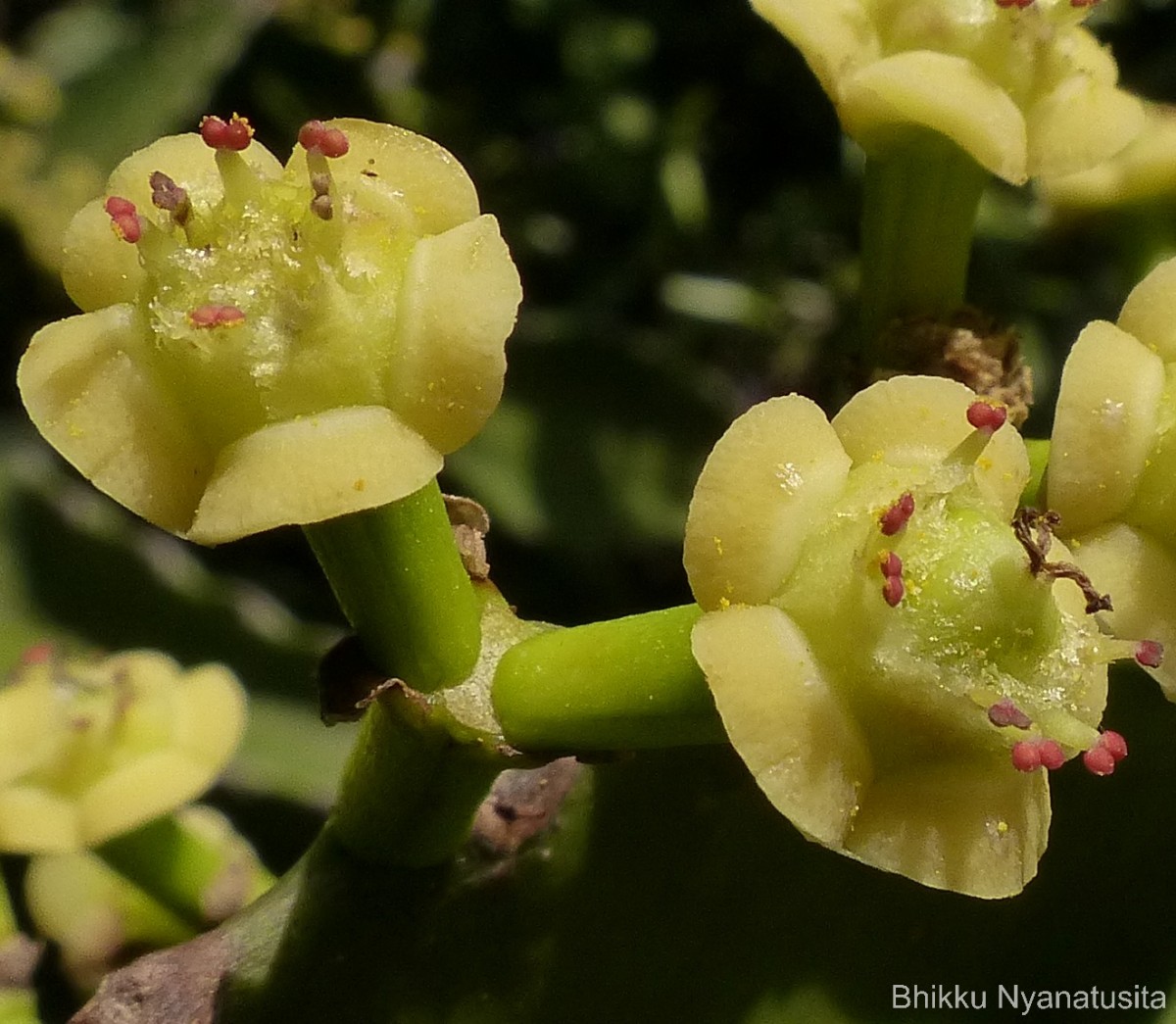 Euphorbia antiquorum L.